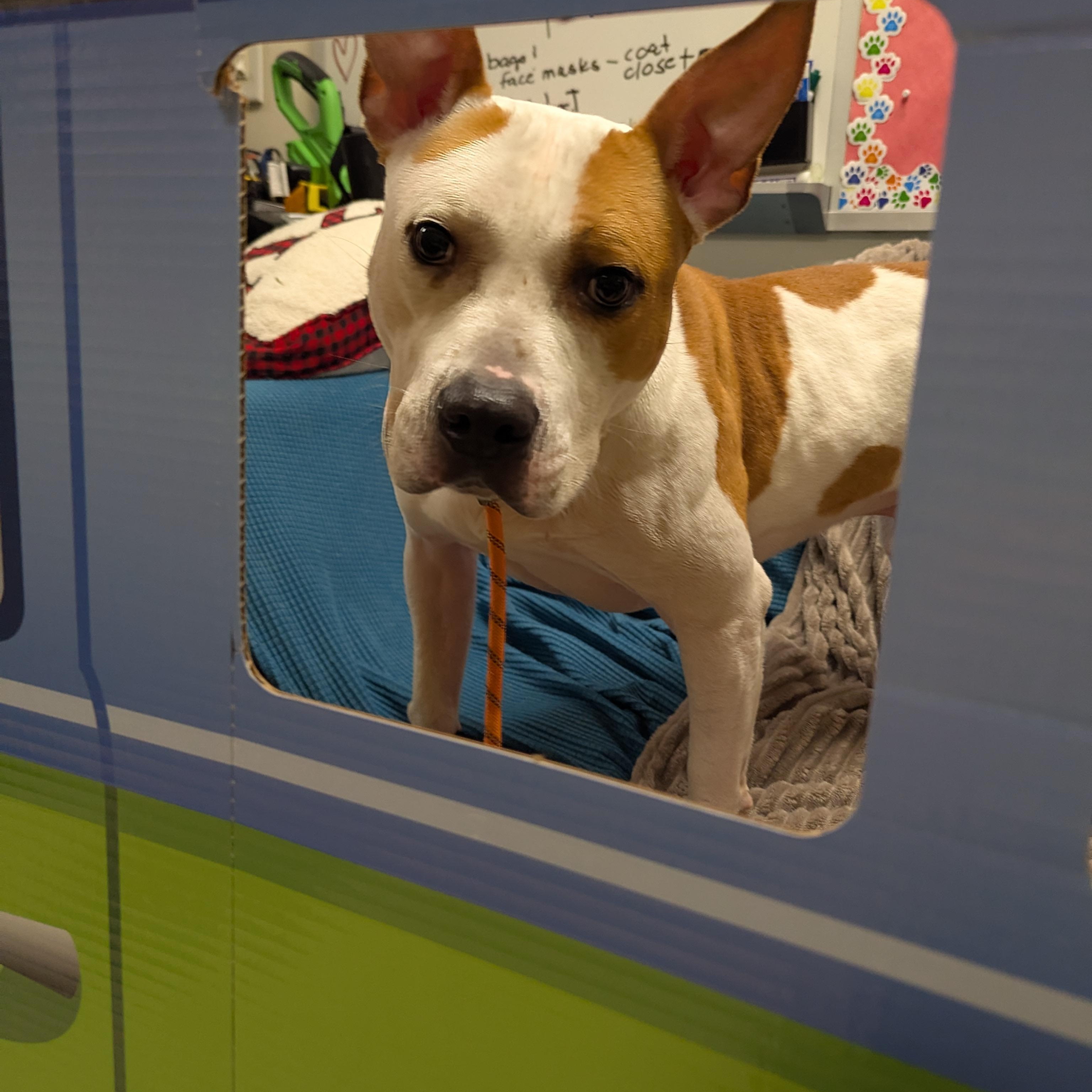 Joel 25-94, an adopted mixed breed in Stratford, CT image 2/5