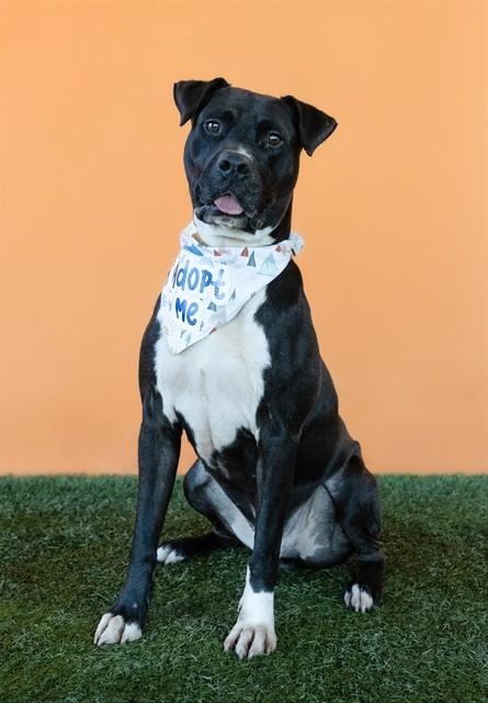 Enlarge DUKE, a Adoptable Labrador Retriever in Miami, FL image 1/1