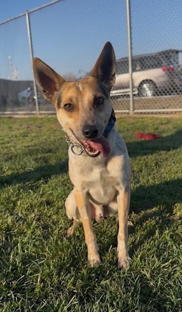 Enlarge Loci, a ADOPTABLE mixed breed in Manteca, CA image 2/2