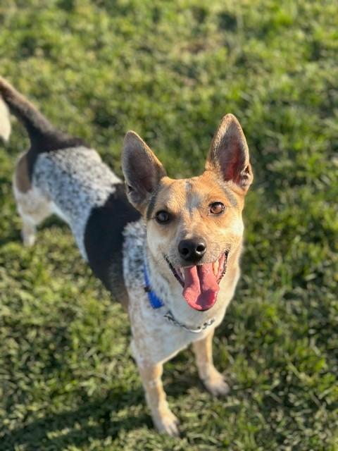 Loci, ADOPTABLE, Young Male Cattle Dog.