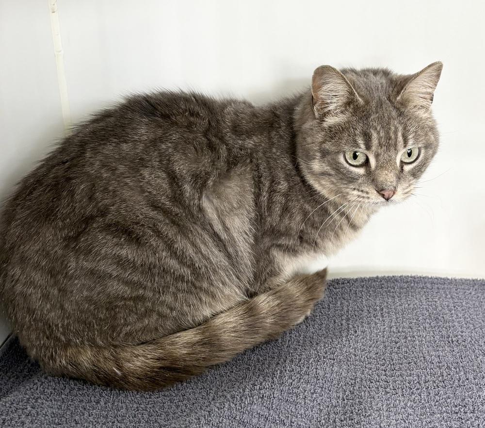 Enlarge Sunshine, a Adoptable Domestic Short Hair in Rochester, IN image 1/1