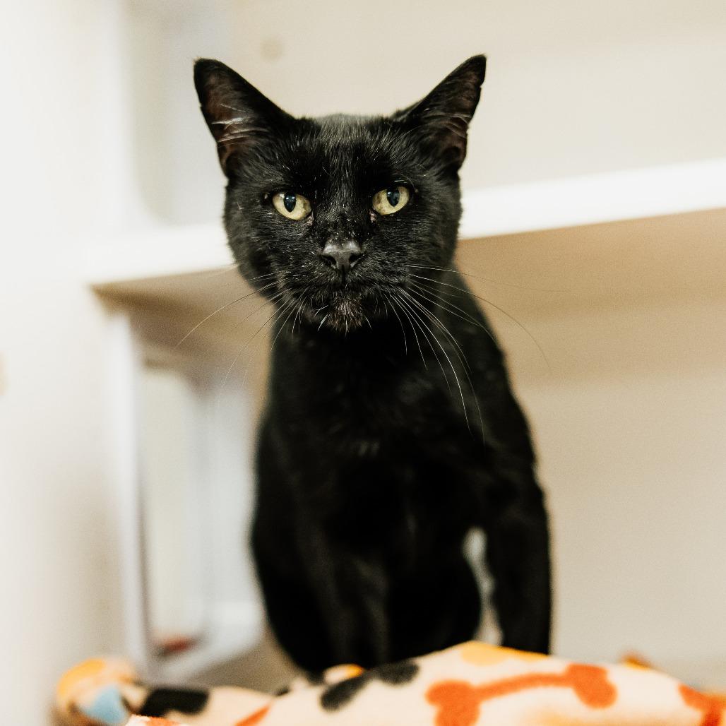 Mochi, Adoptable, Adult Female Domestic Short Hair.