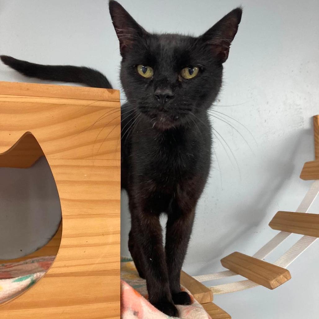 Mochi, Adoptable, Adult Female Domestic Short Hair.