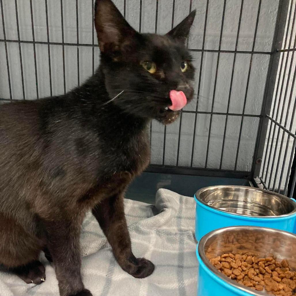 Enlarge Mochi, a Adoptable Domestic Short Hair in Duncan, OK image 2/3