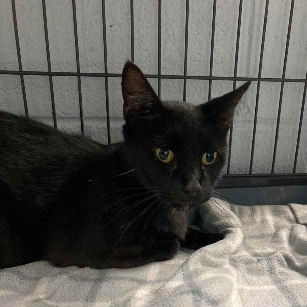 Enlarge Mochi, a Adoptable Domestic Short Hair in Duncan, OK image 3/3
