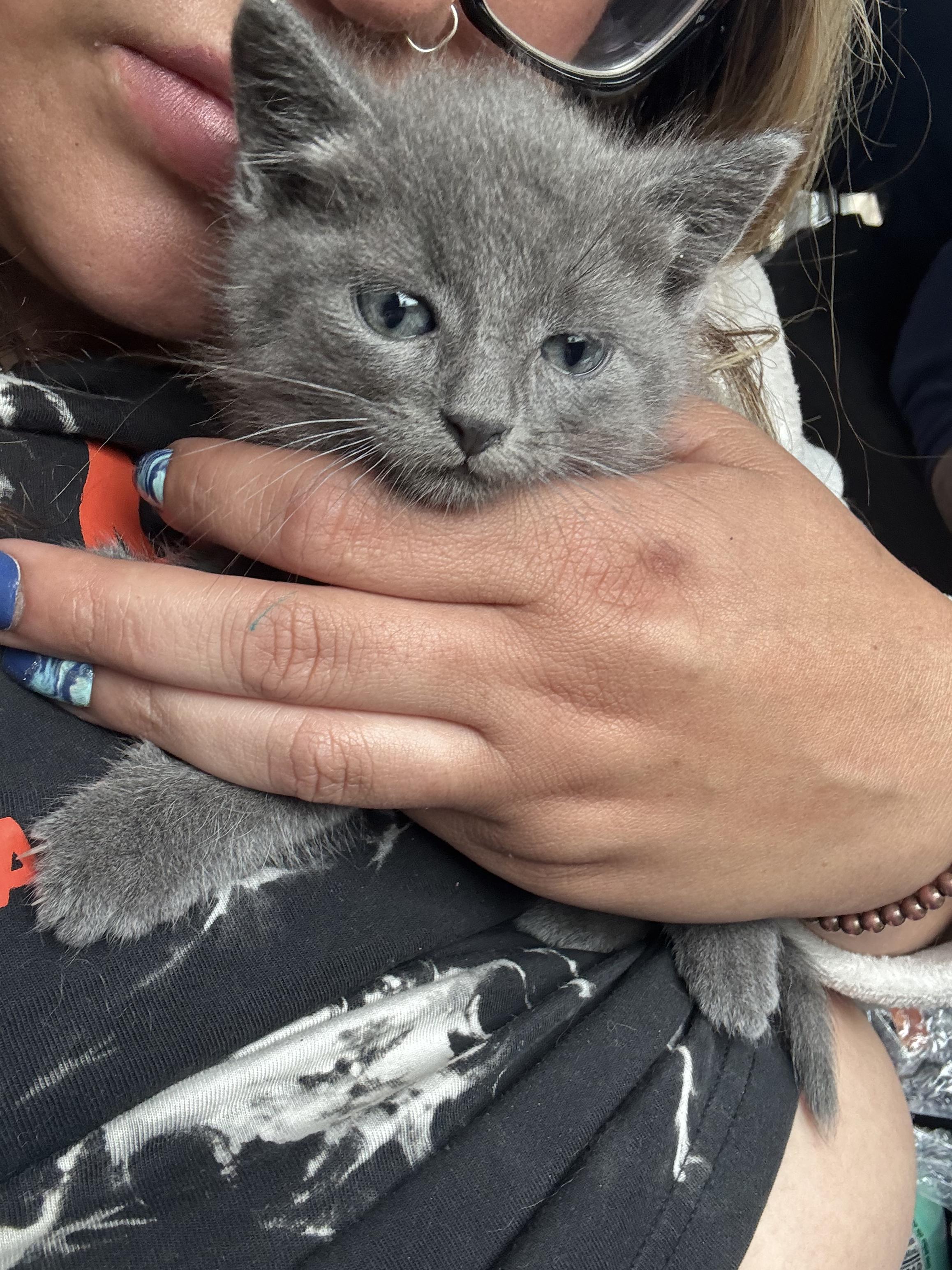 Enlarge Fletch, an adopted Russian Blue in Los Angeles, CA image 1/1
