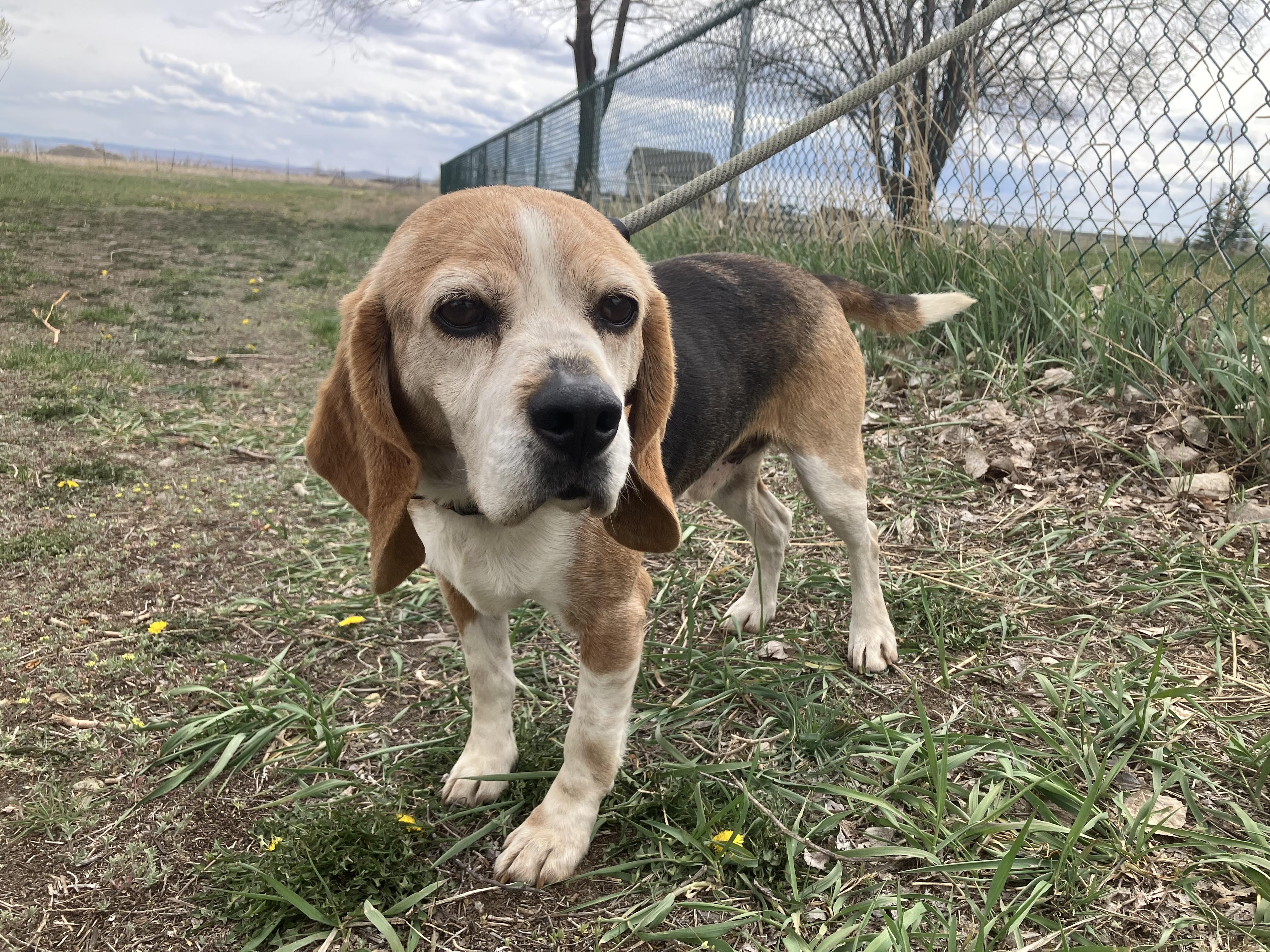 Enlarge Milo, a Adopted Beagle in St. Anthony, ID image 1/2