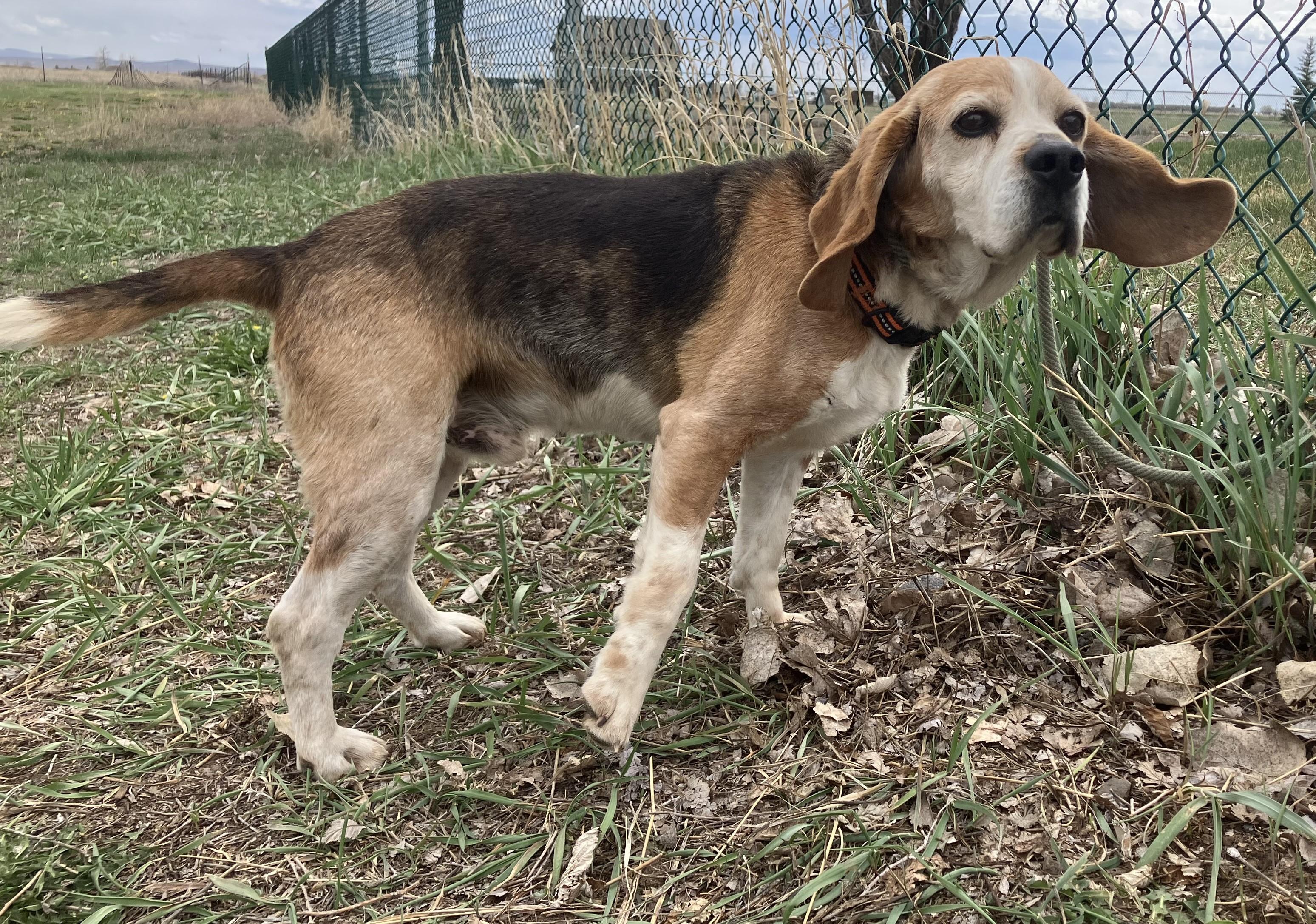 Enlarge Milo, a Adopted Beagle in St. Anthony, ID image 2/2