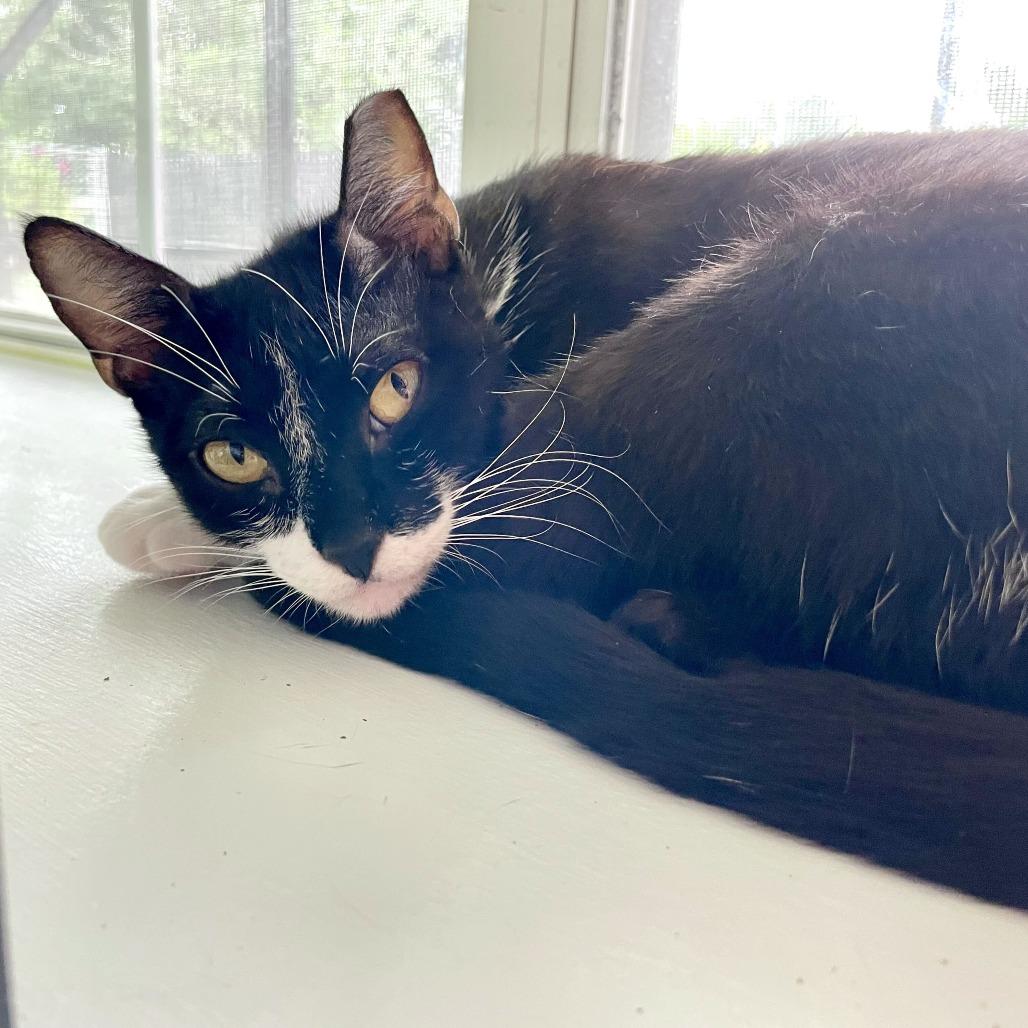 Little Italy Herb, Adoptable, Young Female Domestic Short Hair.