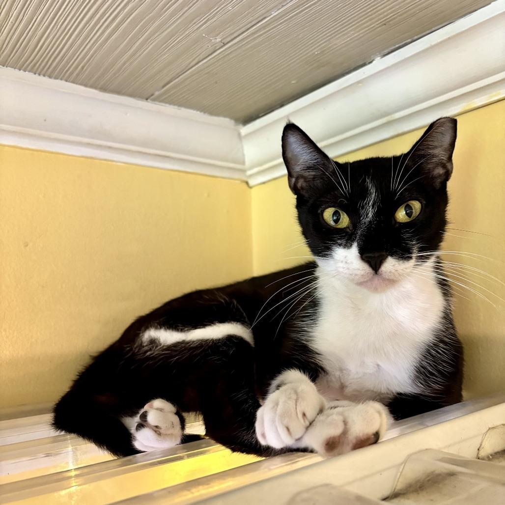 Enlarge Little Italy Herb, a Adoptable Domestic Short Hair in Carencro, LA image 2/5