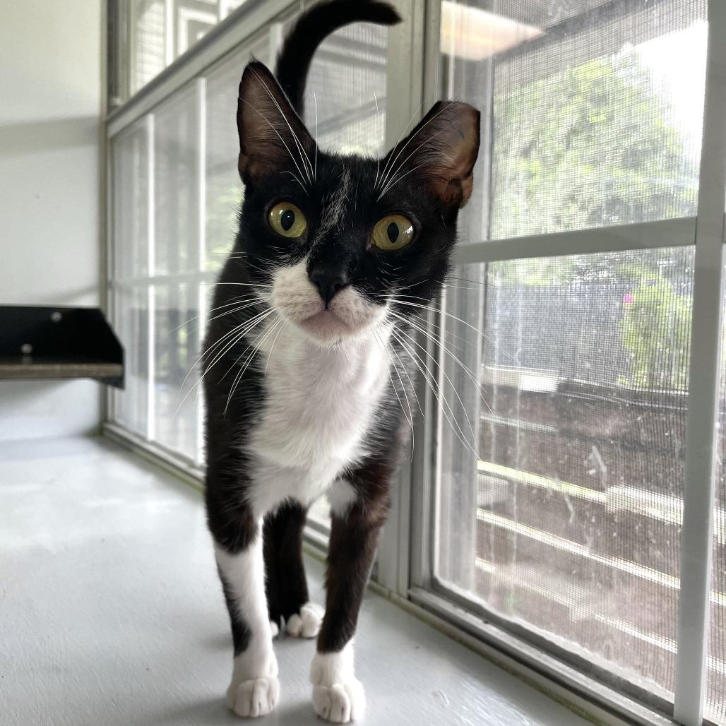 Enlarge Little Italy Herb, a Adoptable Domestic Short Hair in Carencro, LA image 3/5