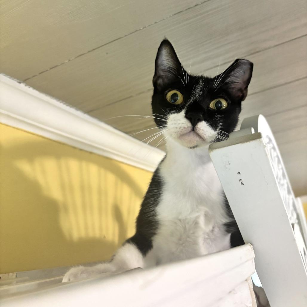 Enlarge Little Italy Herb, a Adoptable Domestic Short Hair in Carencro, LA image 4/5