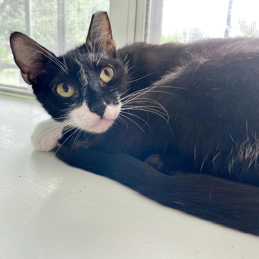 Enlarge Little Italy Herb, a Adoptable Domestic Short Hair in Carencro, LA image 5/5