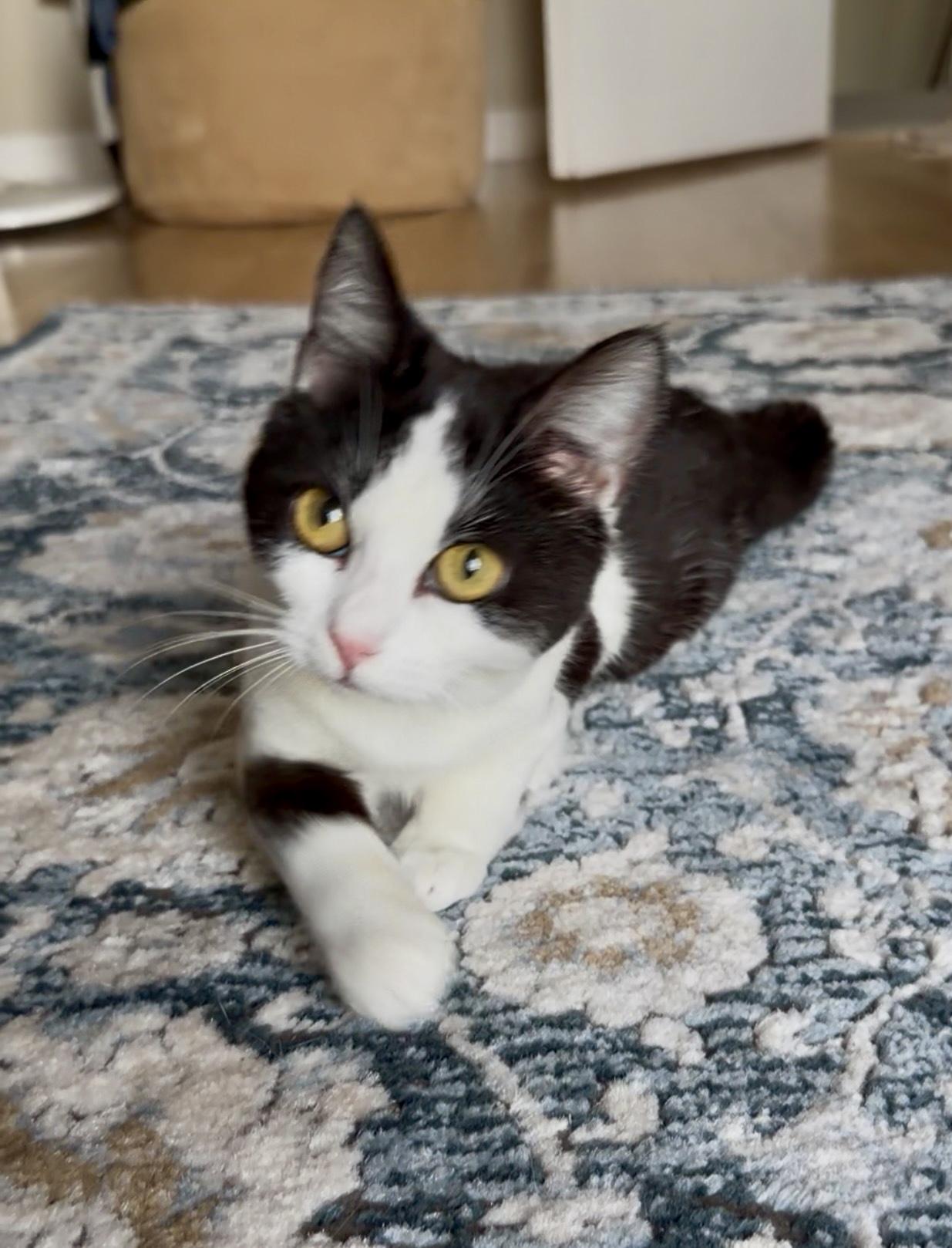 Enlarge Lulu, a ADOPTABLE Domestic Short Hair in San Rafael, CA image 3/6