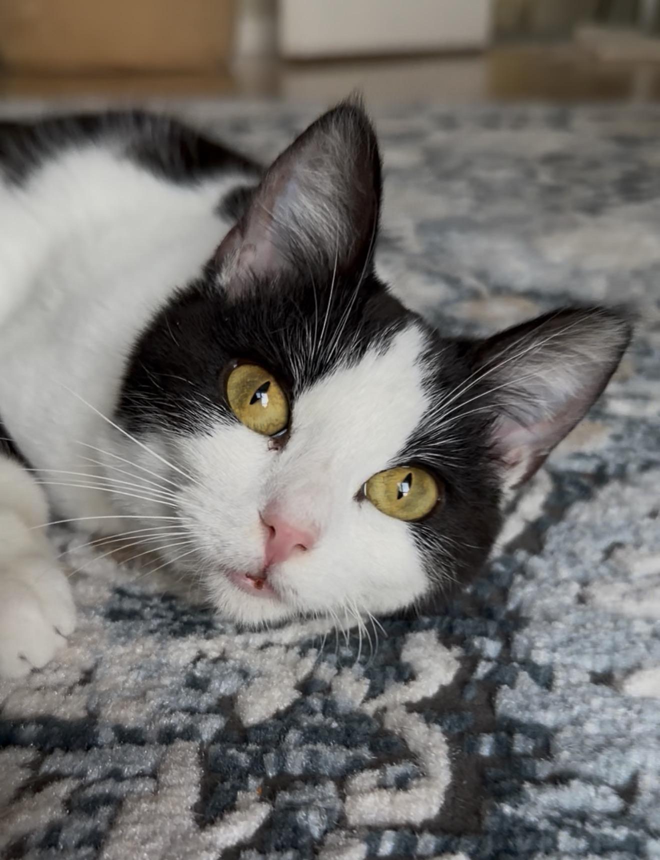 Lulu, ADOPTABLE, Kitten Female Domestic Short Hair.