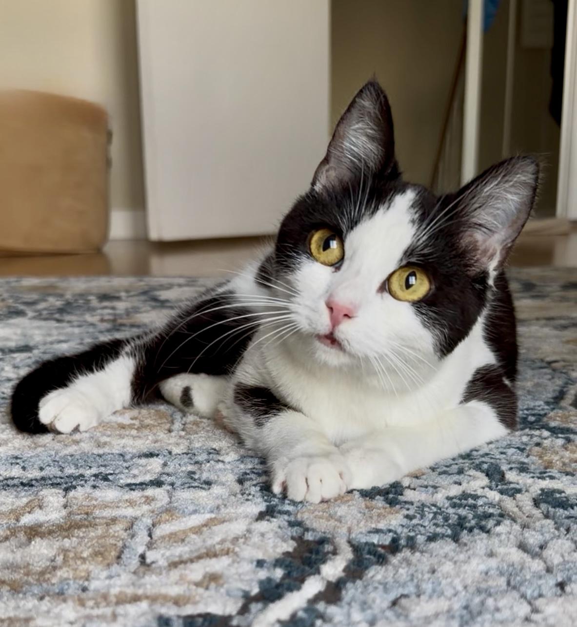 Enlarge Lulu, a ADOPTABLE Domestic Short Hair in San Rafael, CA image 6/6