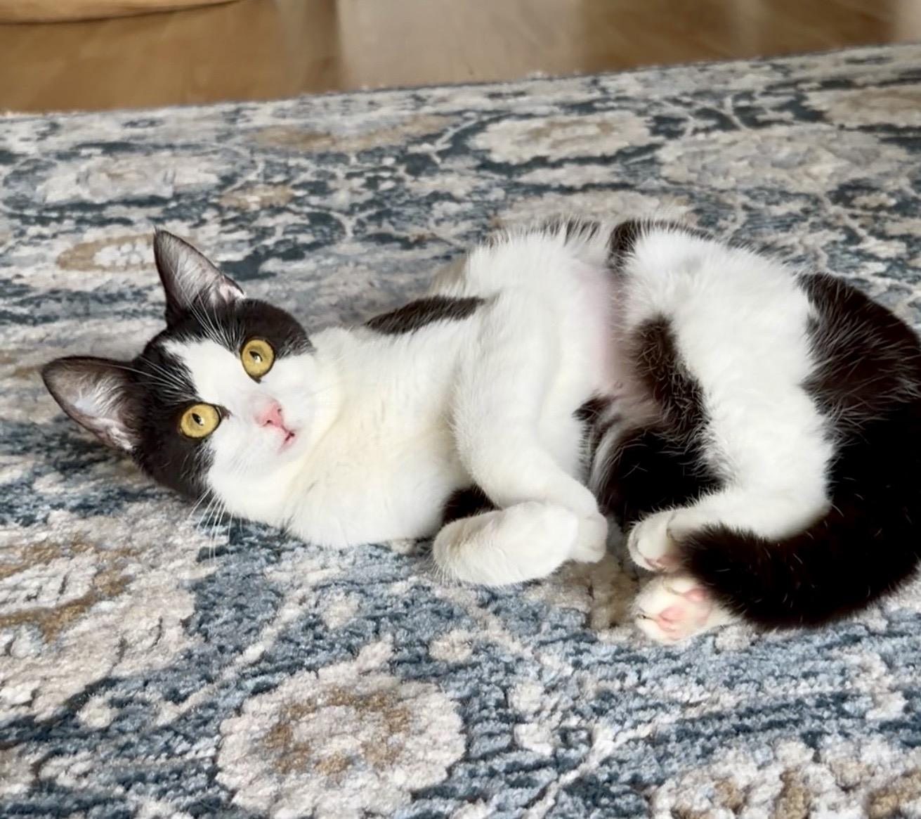 Enlarge Lulu, a ADOPTABLE Domestic Short Hair in San Rafael, CA image 5/6