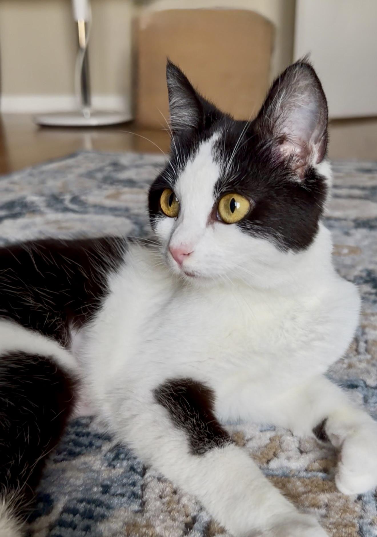 Enlarge Lulu, a ADOPTABLE Domestic Short Hair in San Rafael, CA image 2/6