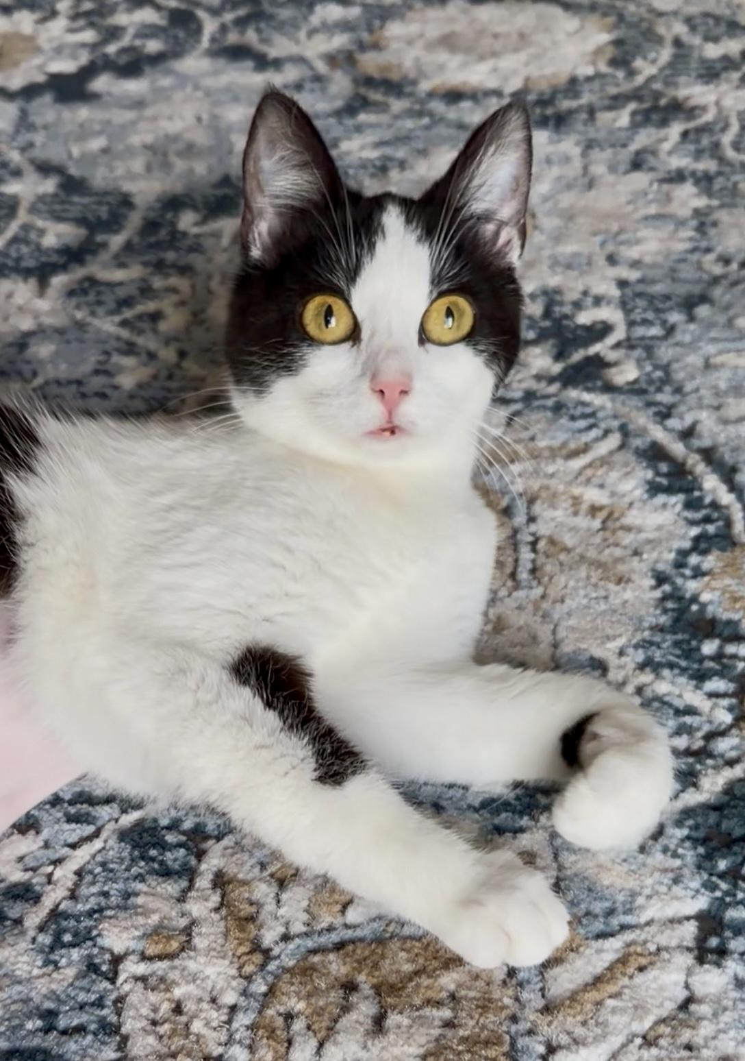 Enlarge Lulu, a ADOPTABLE Domestic Short Hair in San Rafael, CA image 4/6