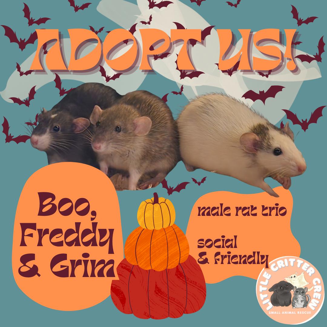 Enlarge Boo, Freddy & Grim, a Adoptable Rat in Eugene, OR image 1/1