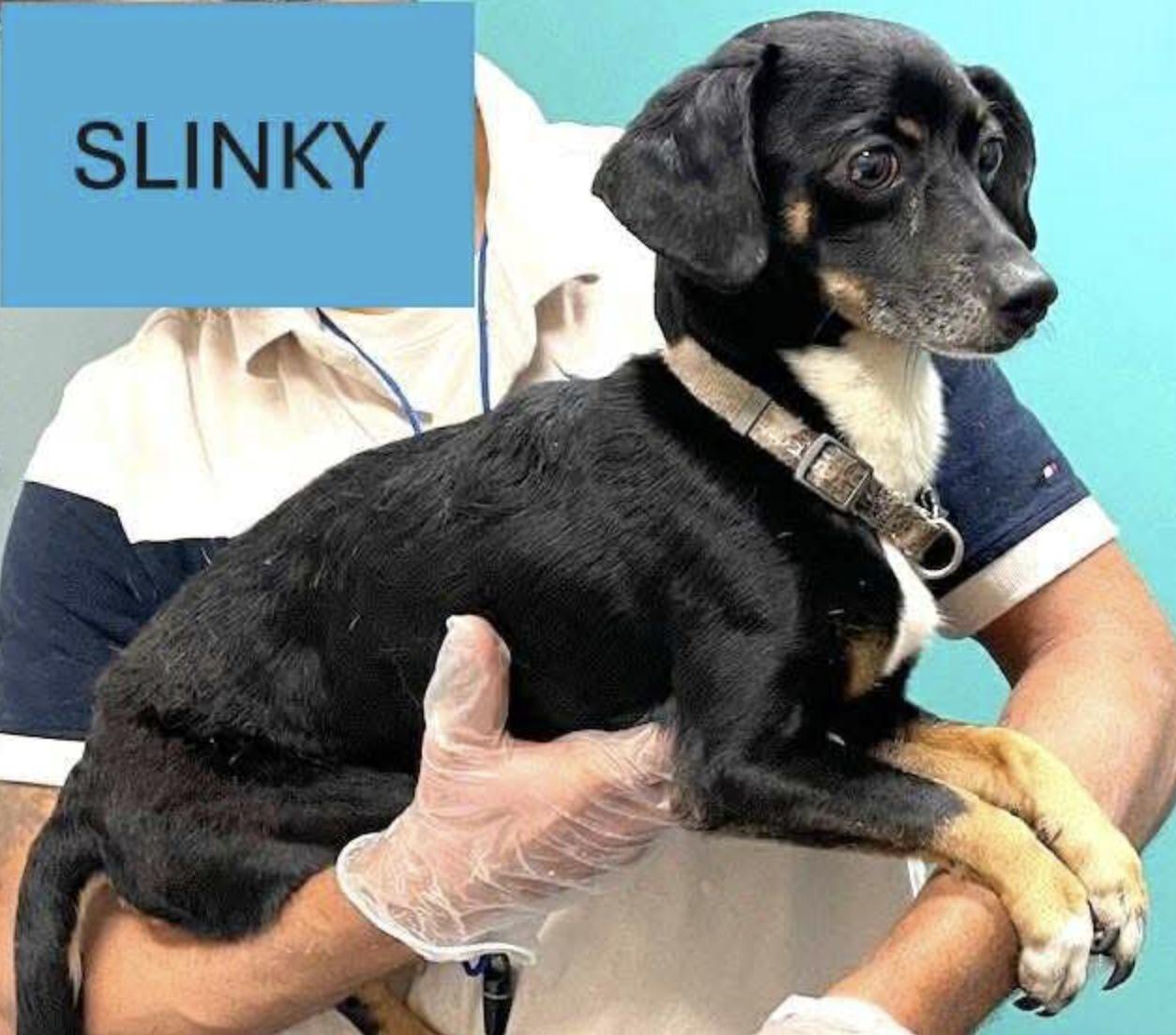 Slinky Chihuahua Dog