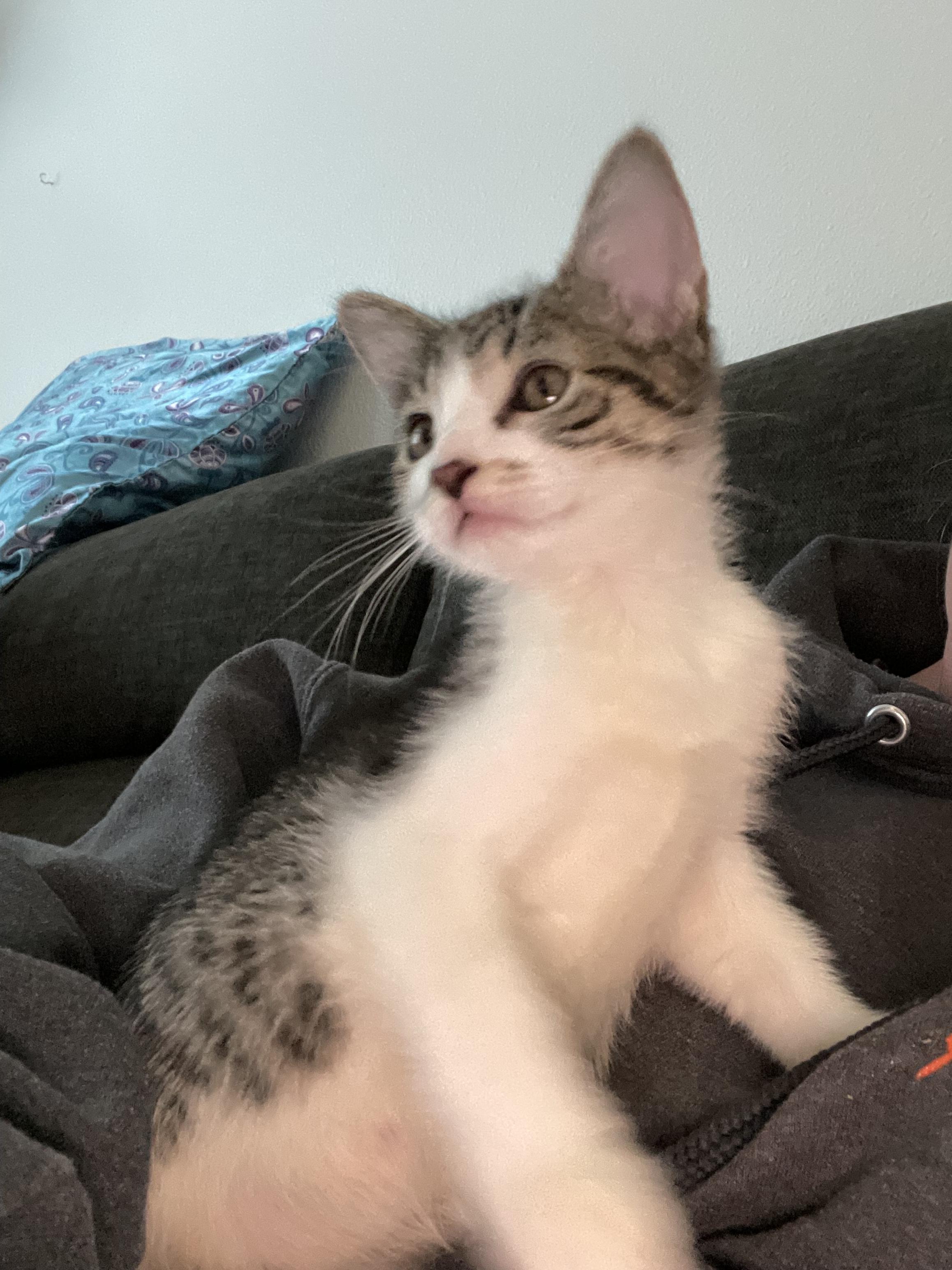 Emma, Adoptable, Young Female Domestic Short Hair.