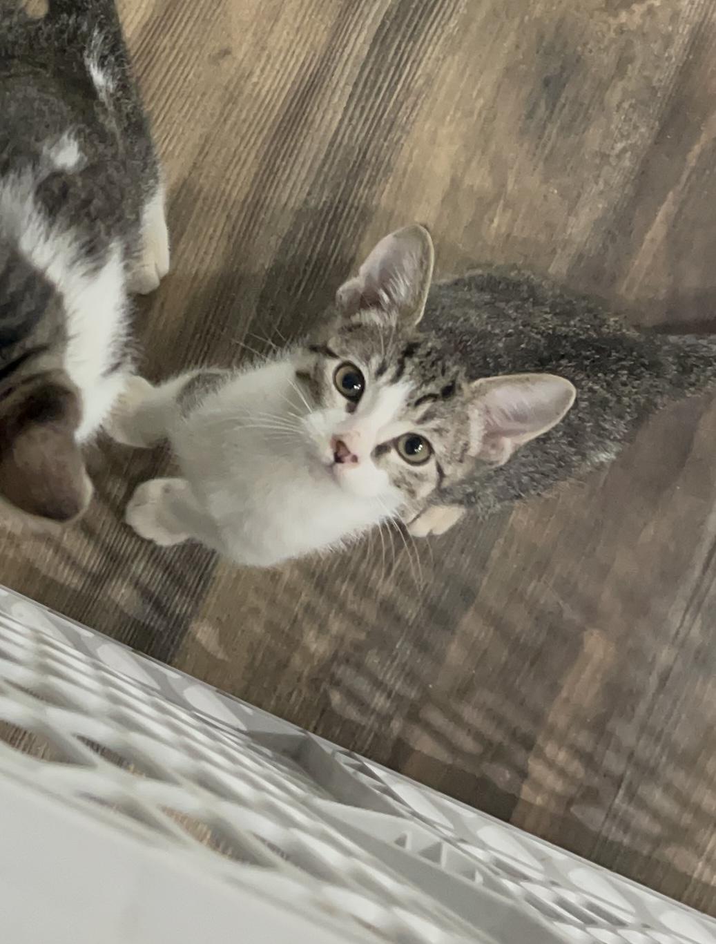 Emma, a Adoptable Domestic Short Hair in Kennewick, WA image 2/4