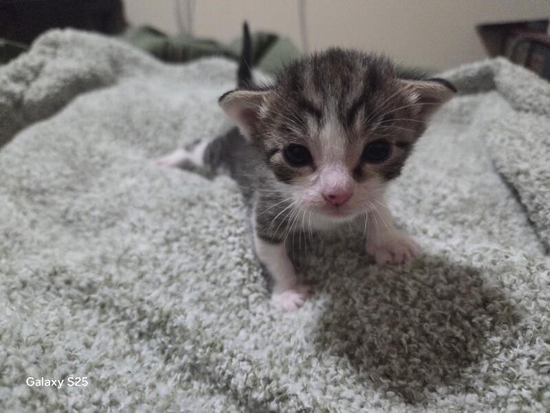 Emma, a Adoptable Domestic Short Hair in Kennewick, WA image 3/4