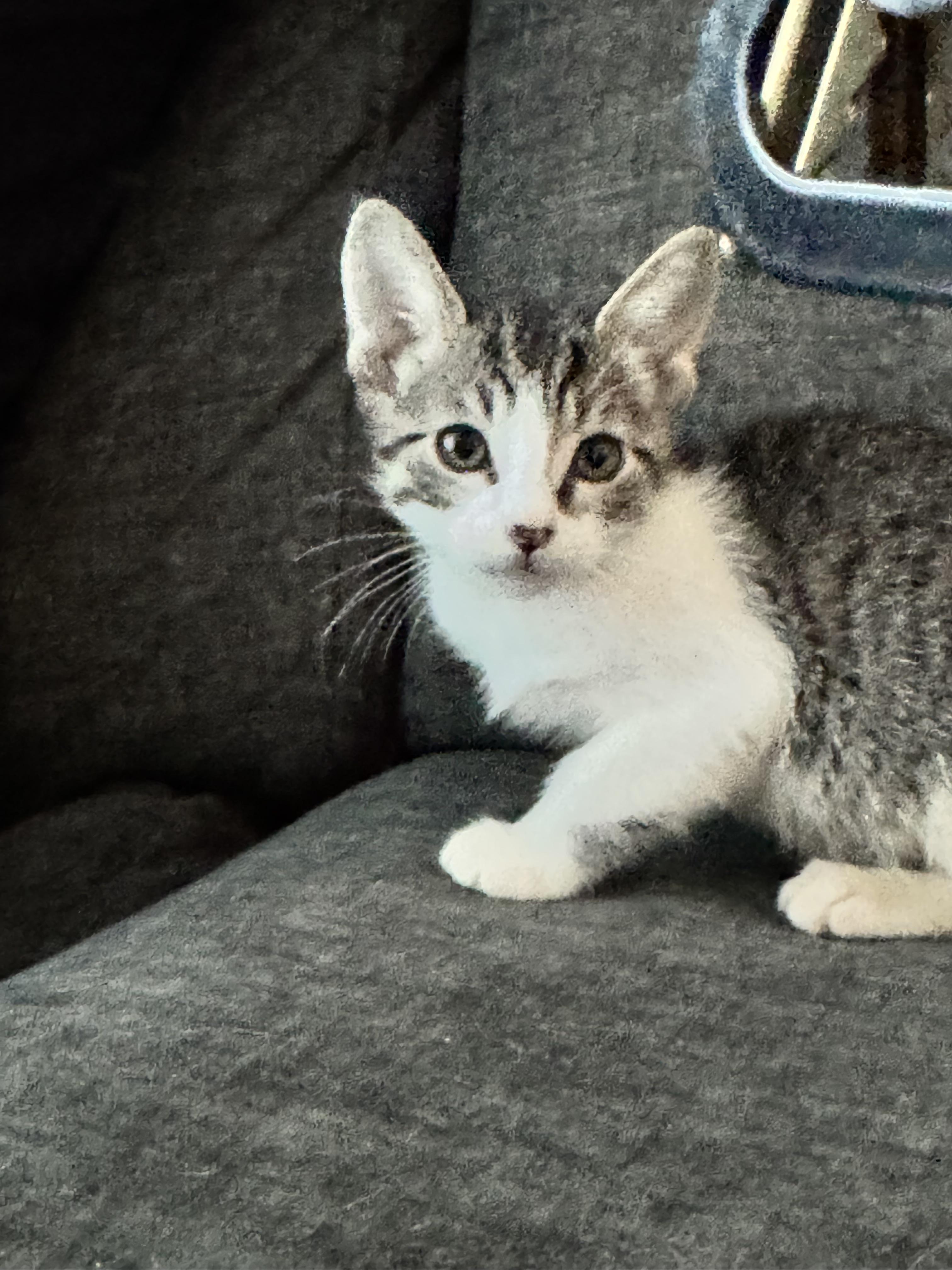 Emma, a Adoptable Domestic Short Hair in Kennewick, WA image 4/4