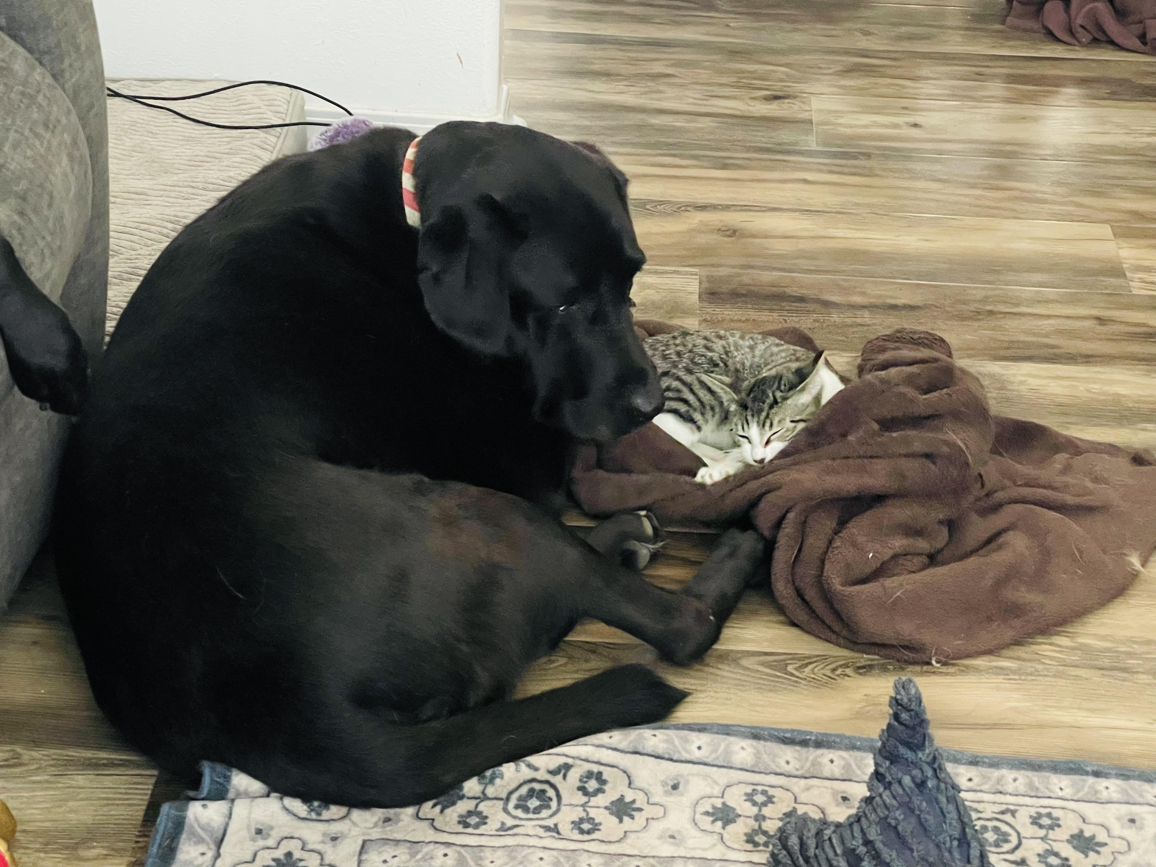 Enlarge Emma, a Adoptable Domestic Short Hair in Kennewick, WA image 5/6