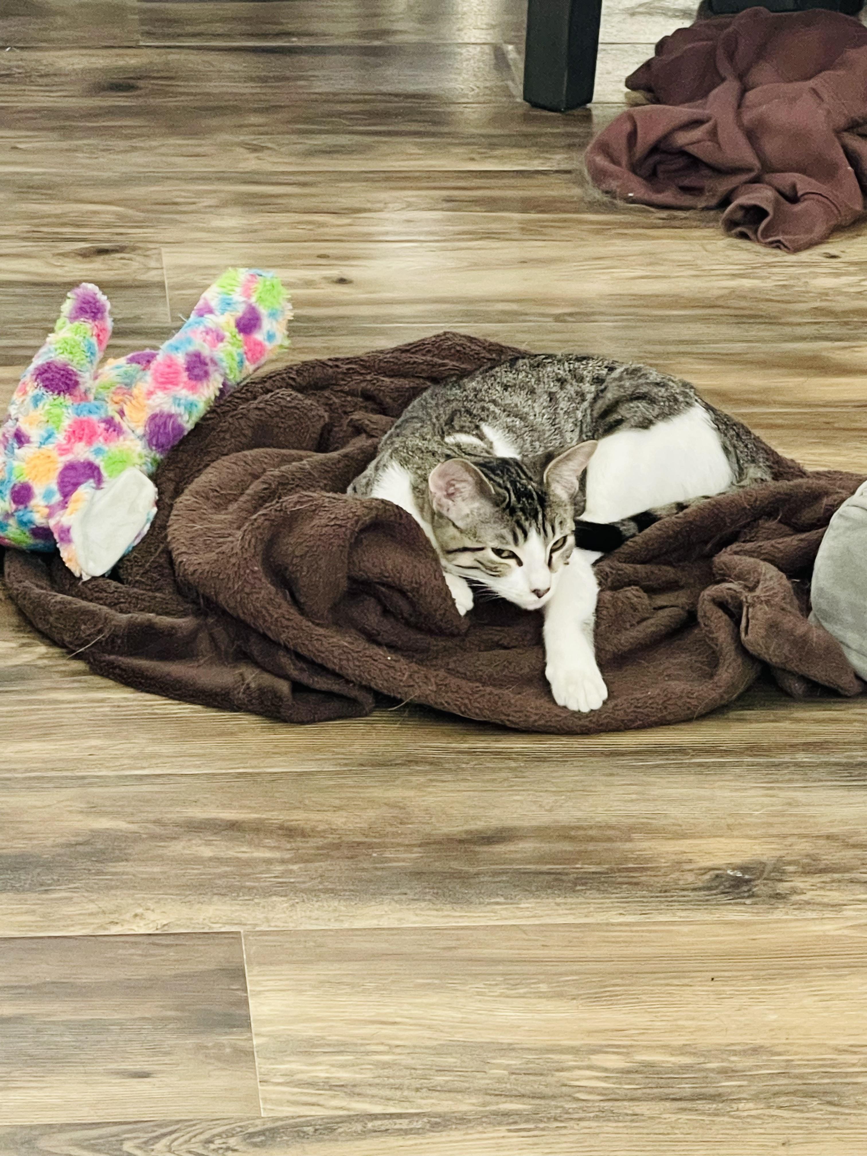 Enlarge Emma, a Adoptable Domestic Short Hair in Kennewick, WA image 6/6