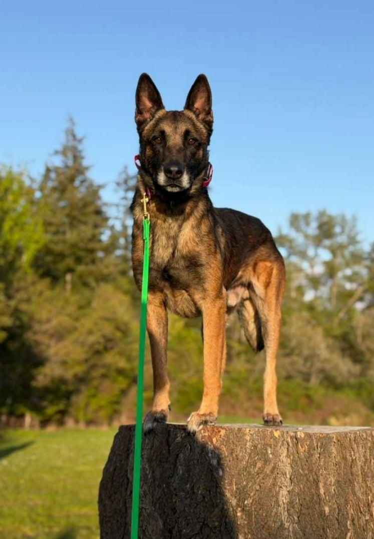 Ira, a Adoptable Belgian Shepherd / Malinois in Vancouver, WA image 1/6