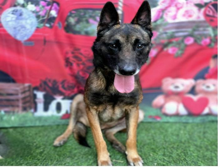 Enlarge Ira, a Adoptable Belgian Shepherd / Malinois in Vancouver, WA image 2/6