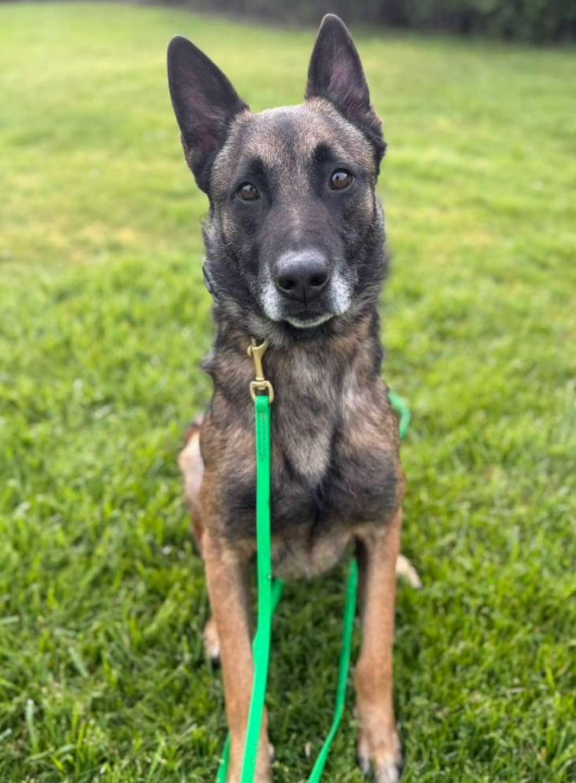 Ira, a Adoptable Belgian Shepherd / Malinois in Vancouver, WA image 2/6