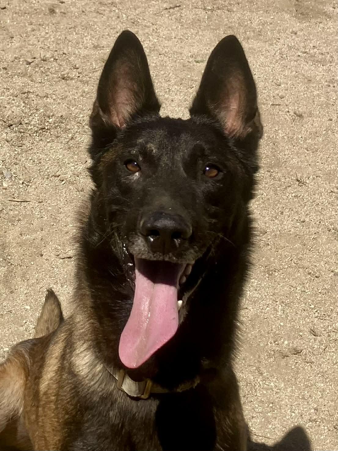Ira, Adoptable, Adult Male Belgian Shepherd / Malinois.
