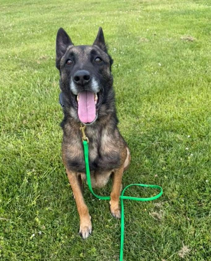 Ira, a Adoptable Belgian Shepherd / Malinois in Vancouver, WA image 3/6