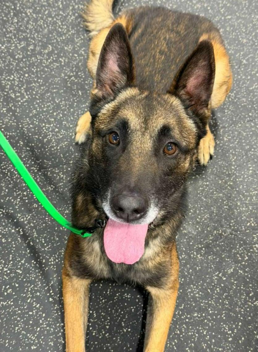 Ira, a Adoptable Belgian Shepherd / Malinois in Vancouver, WA image 4/6