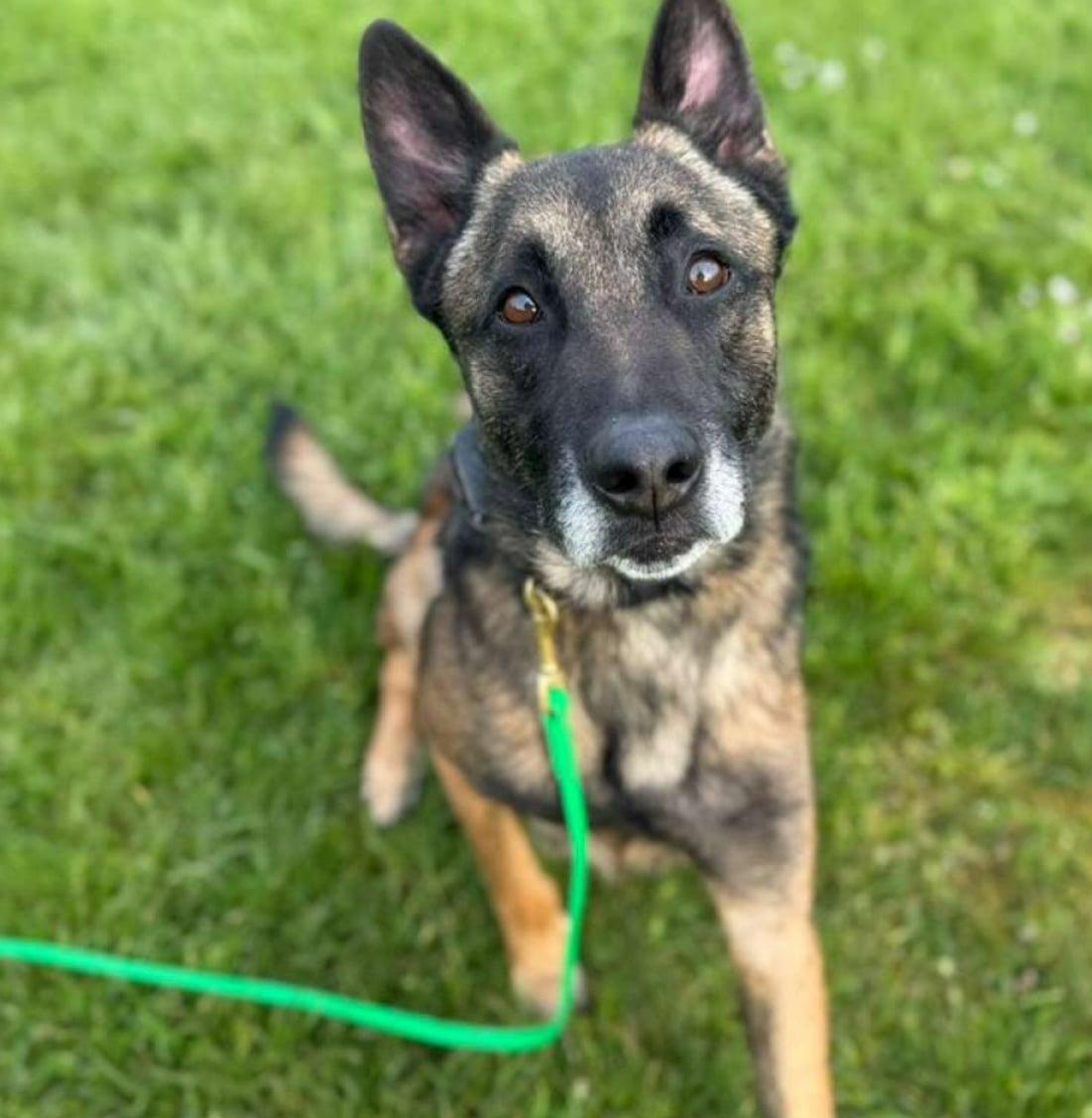 Ira, a Adoptable Belgian Shepherd / Malinois in Vancouver, WA image 5/6