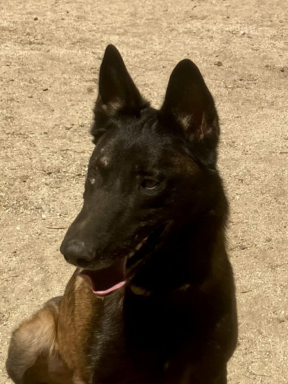 Enlarge Ira, a Adoptable Belgian Shepherd / Malinois in Vancouver, WA image 3/6