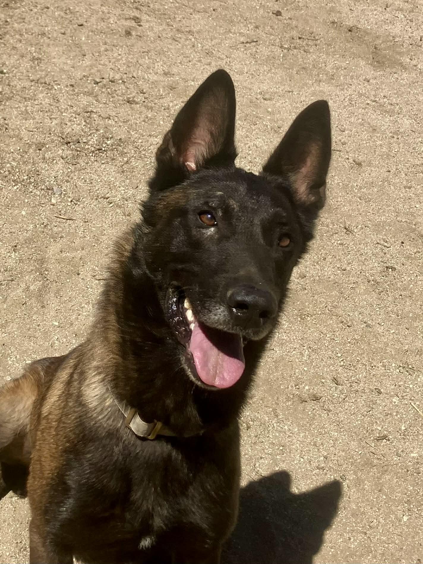 Enlarge Ira, a Adoptable Belgian Shepherd / Malinois in Vancouver, WA image 3/6