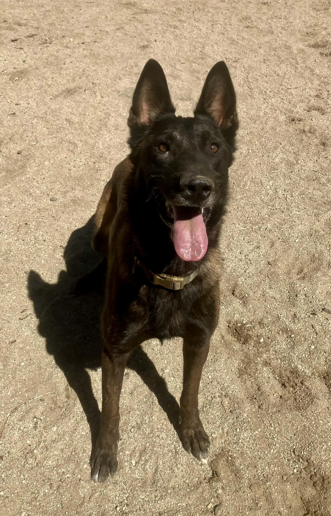 Enlarge Ira, a Adoptable Belgian Shepherd / Malinois in Vancouver, WA image 4/6