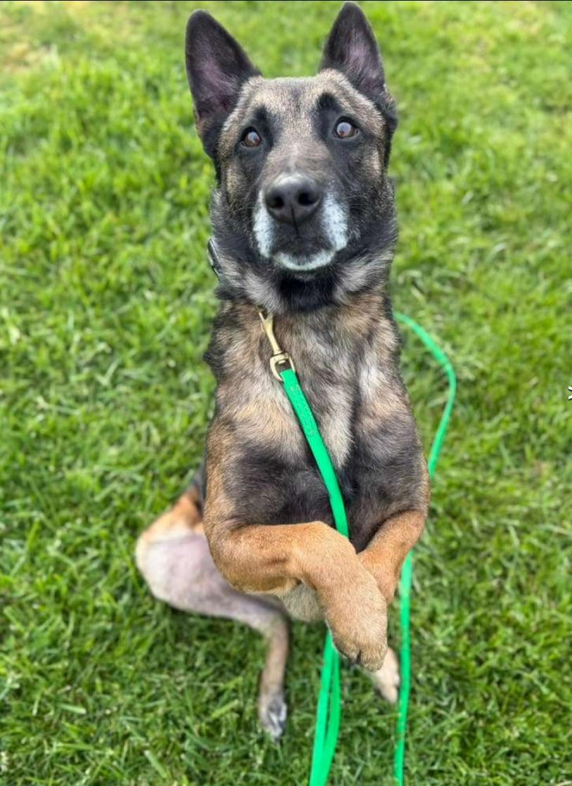 Ira, a Adoptable Belgian Shepherd / Malinois in Vancouver, WA image 6/6