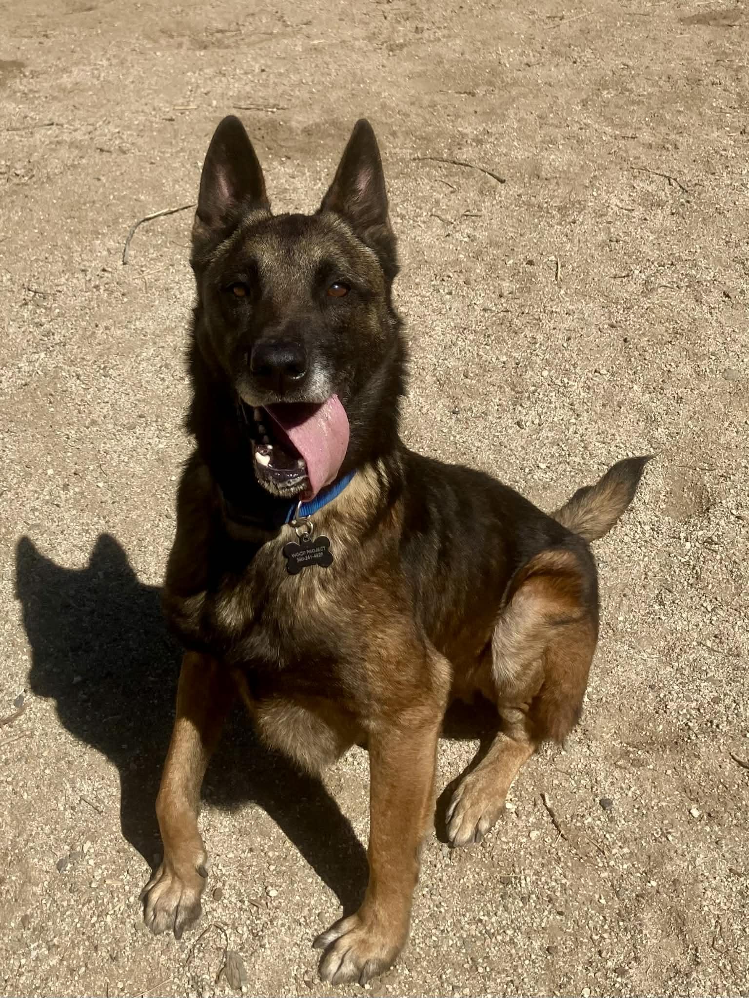 Enlarge Ira, a Adoptable Belgian Shepherd / Malinois in Vancouver, WA image 6/6