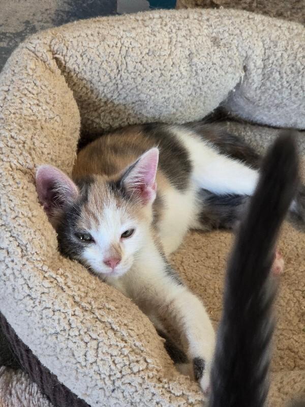 Patchi, Adoptable, Adult Female Calico.