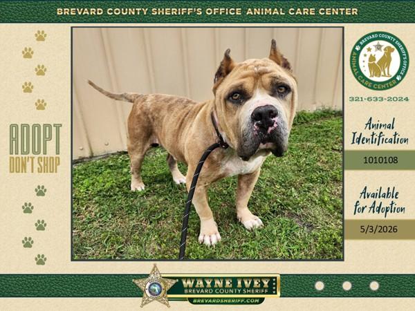 Enlarge Ceo Gerald, a Adoptable mixed breed in Melbourne, FL image 1/1