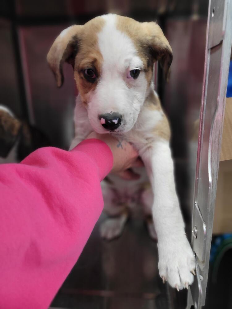 Bubba, Adoptable, Puppy Male Pit Bull Terrier.