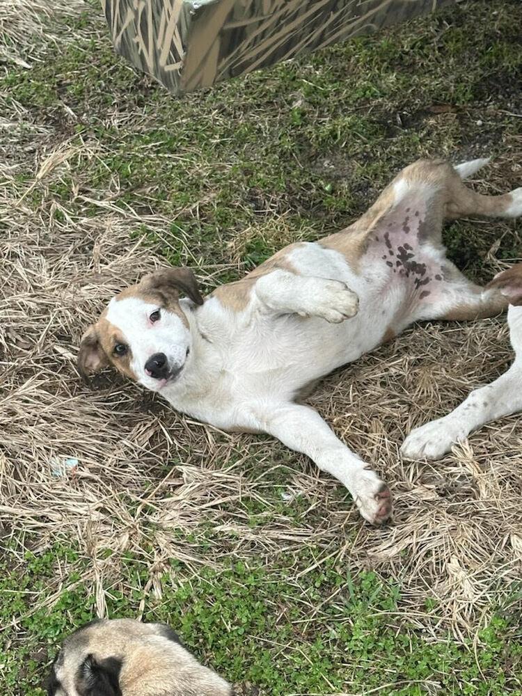 Enlarge Bubba, a Adoptable mixed breed in Linton, IN image 2/2