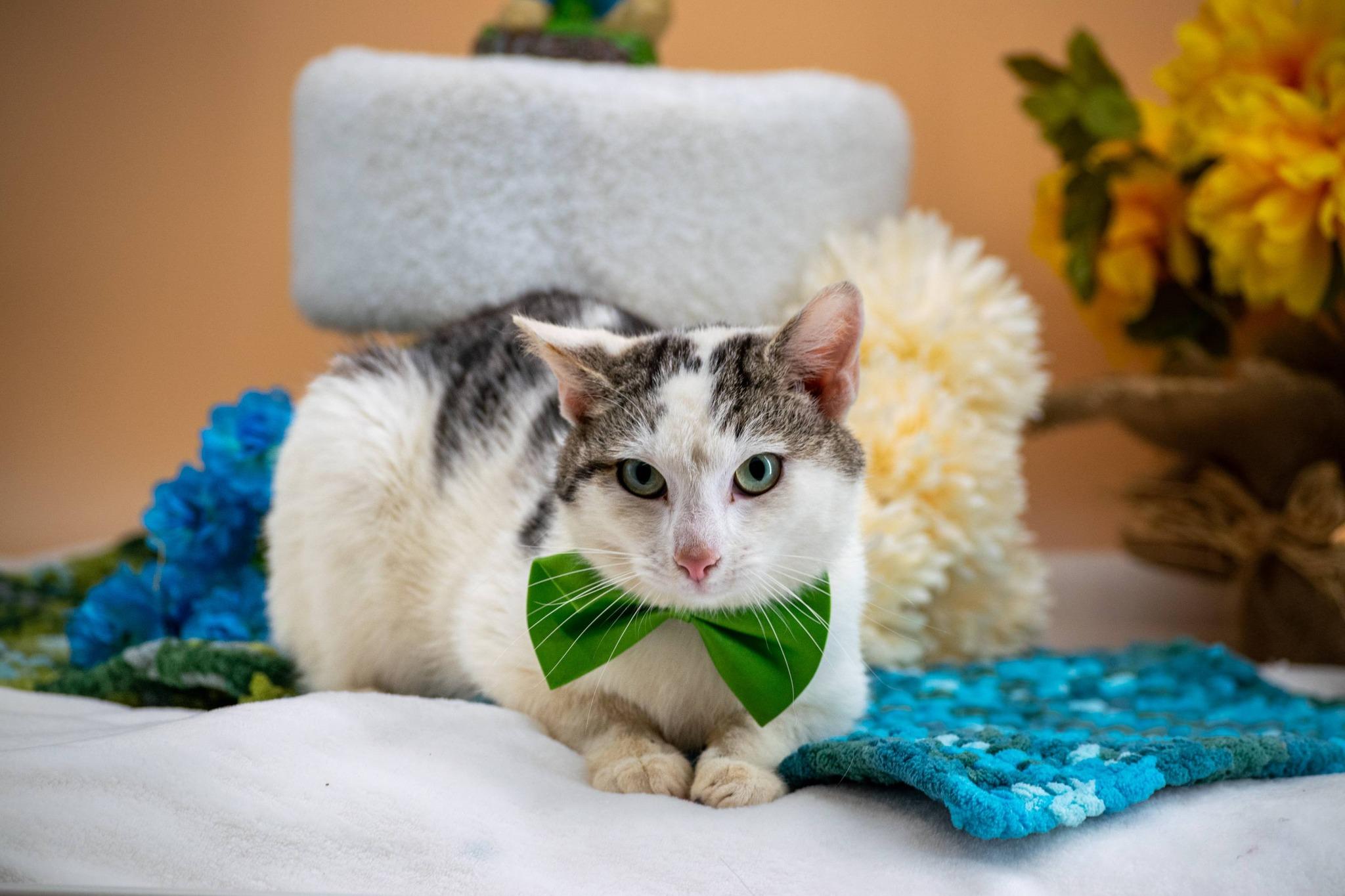 Enlarge Dopey, a ADOPTABLE Domestic Short Hair in Sevierville, TN image 2/4