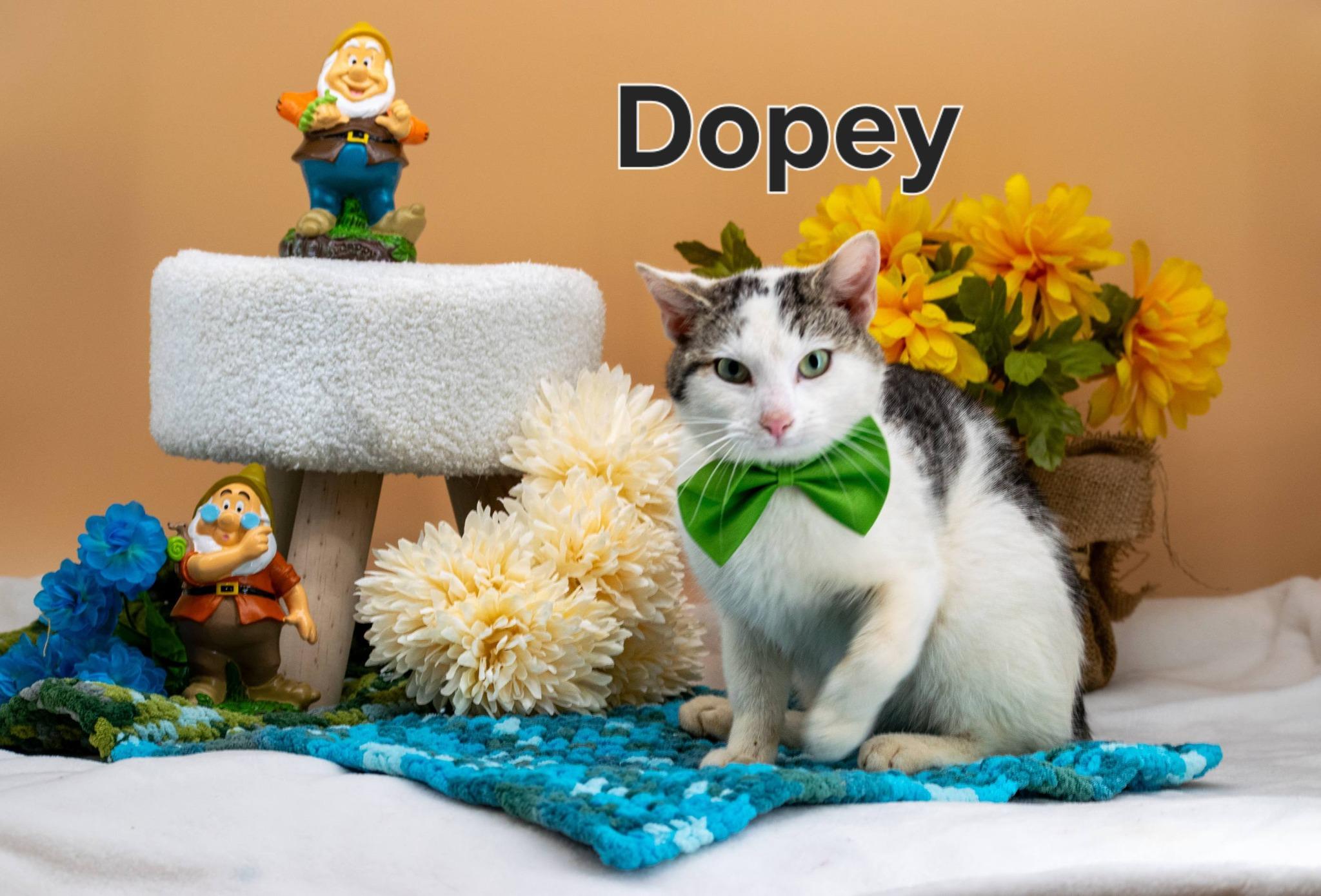 Dopey, ADOPTABLE, Young Male Domestic Short Hair.