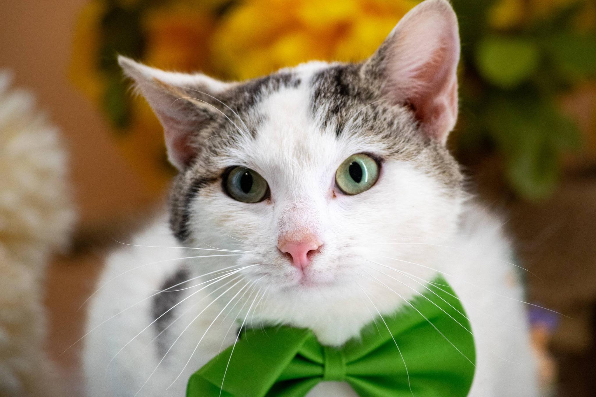 Enlarge Dopey, a ADOPTABLE Domestic Short Hair in Sevierville, TN image 3/4